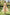 Women's Flowy Floral Chiffon Midi Dress | Wren & Co.